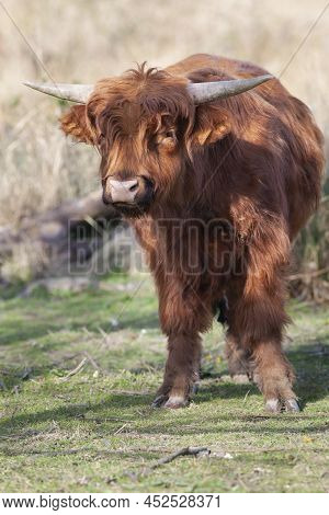 Young Scottish Highlander In Vlaardingen Broekpolder In The Netherlands