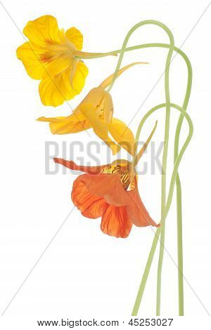 Nasturtium