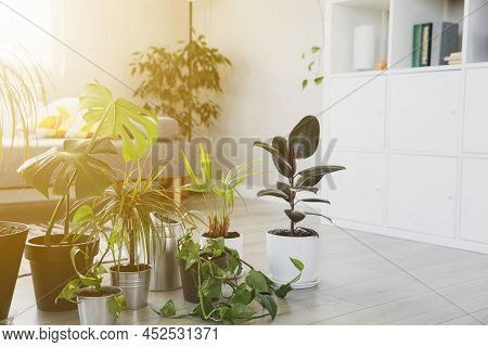 Collection Of Various Tropical Green Plants In Different Pots On Gray Background. Sunligt From Windo