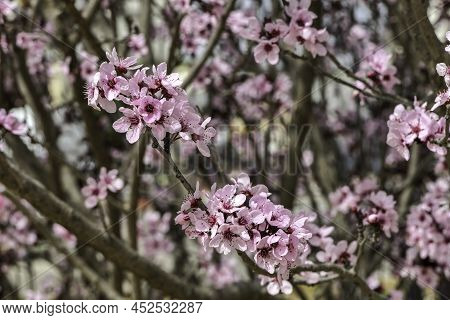 Pink Flowers Of A Blossoming Prunus Cerasifera Pissardi Plum Tree Close-up On A Blurred Background