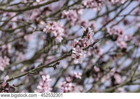 Pink Flowers Of A Blossoming Prunus Cerasifera Pissardi Plum Tree Close-up On A Blurred Background