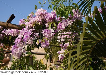 Clytostoma Is A Climbing Plant , With Wiry Stems And Delicate Flowers.