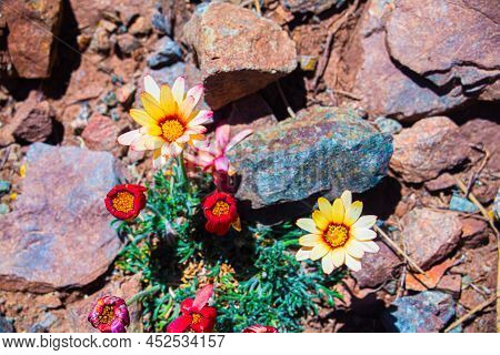 Beautiful Natural Flowers And Some Rocks In Imlil