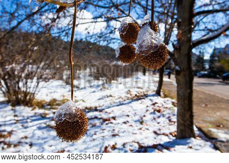 Iced Water Drops And Frozen Fruit  In Ifrane City
