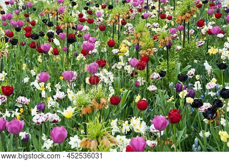 Wild Flowers In Garden With Different Colors As Background