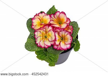 Pink And Yellow Potted Primrose Flowers On White Background