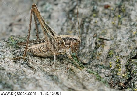 Detailed Closeup On A The Brown-spotted Bush-cricket , Platycleis Tessellata Sitting On A Piece Of W