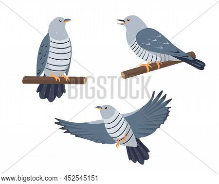 Set Of Cuckoo Birds In Different Poses Isolated On White Background. Collection Of Cucoos Icons Vect