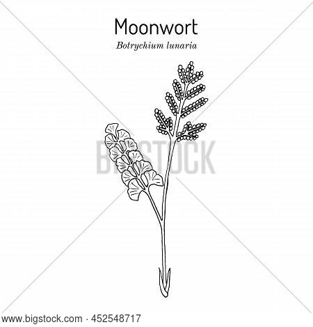 Common Moonwort Botrychium Lunaria , Medicinal Plant. Hand Drawn Botanical Vector Illustration