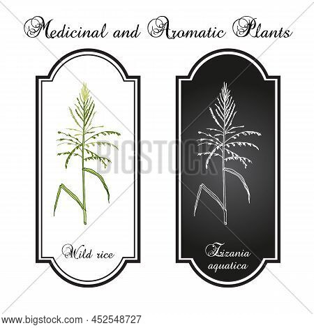 Wild Rice Zizania Aquatica , State Grain Of Minnesota. Hand Drawn Botanical Vector Illustration