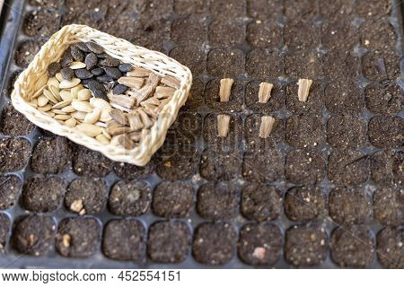 Sowing Mixed Vegetable Seeds For Summer Crop