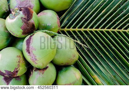 Young Fresh Sweet Thai Coconut Fruits With White Meat Put On Its Green Leaves For Summer Fruit Conce