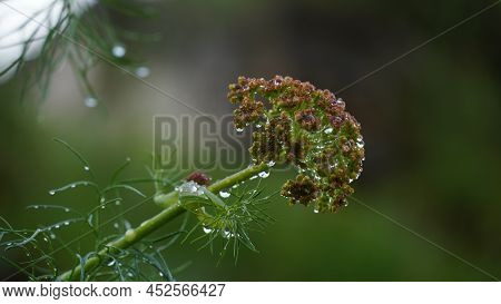 Close-up Shot Of Giant Fennel Ferula Communis In Israel