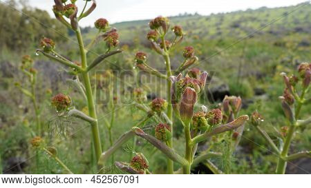 Close-up Shot Of Giant Fennel Ferula Communis In Israel