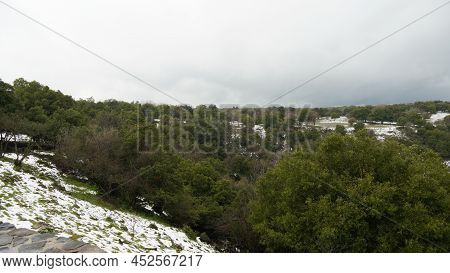 Snow In Odem Forest Near The Big Juba, Israel. Forest Covered In Snow. Green Trees And White Snow