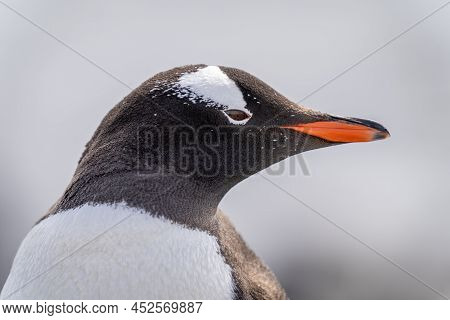Close-up Of Gentoo Penguin Head Pointing Right
