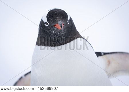 Close-up Of Gentoo Penguin Standing In Snow