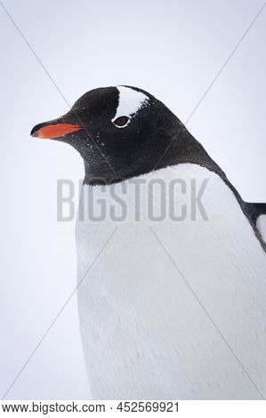 Close-up Of Gentoo Penguin Standing On Snow