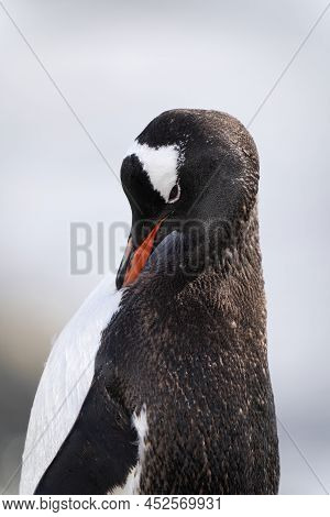 Close-up Of Gentoo Penguin Standing Preening Itself