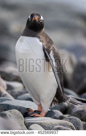 Close-up Of Gentoo Penguin Standing Watching Camera