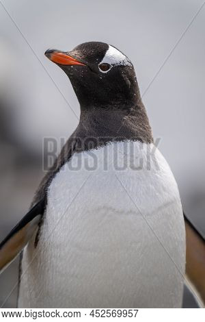 Close-up Of Sunlit Gentoo Penguin Turning Head
