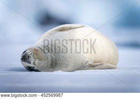 Crabeater Seal Lying Asleep On Ice Floe
