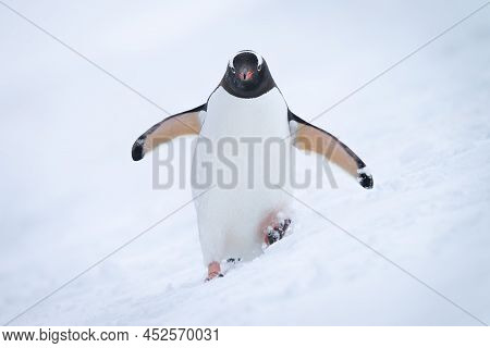 Gentoo Penguin Approaching Camera On Snowy Hill