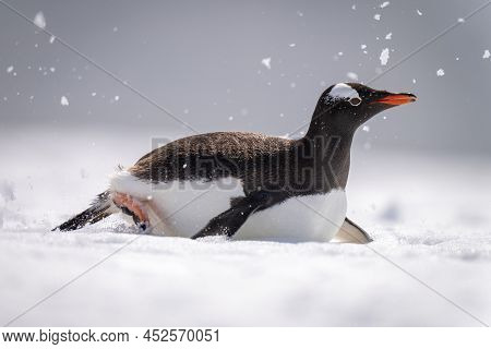 Gentoo Penguin Body Surfing Through Sunlit Snow