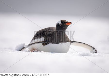 Gentoo Penguin Body Surfs Down Snowy Slope