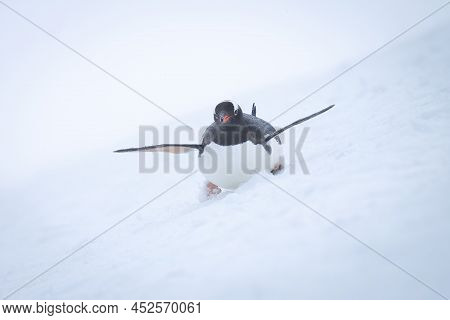 Gentoo Penguin Body Surfs Slope Lifting Flippers
