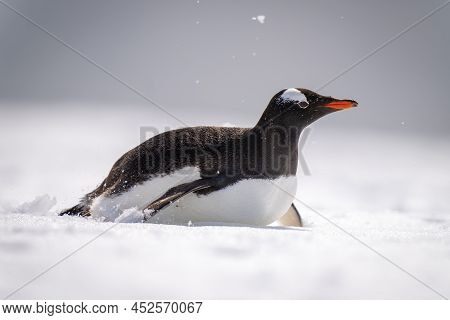 Gentoo Penguin Body Surfs Through Sunlit Snow