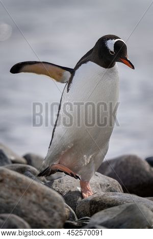 Gentoo Penguin Crosses Shingle With Flipper Extended