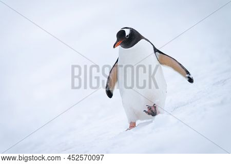 Gentoo Penguin Crosses Snowy Hillside Lifting Foot