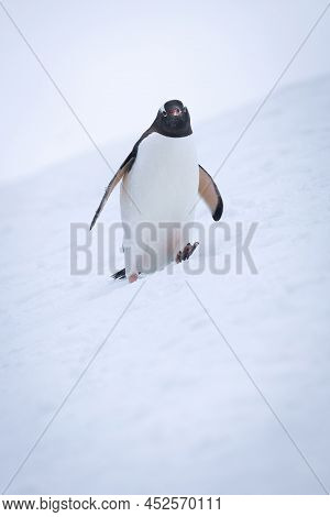 Gentoo Penguin Crosses Snowy Slope Watching Camera