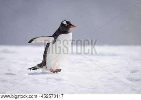 Gentoo Penguin Crosses Sunlit Snow Lifting Foot