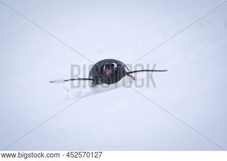 Gentoo Penguin Descending Snowy Slope On Belly
