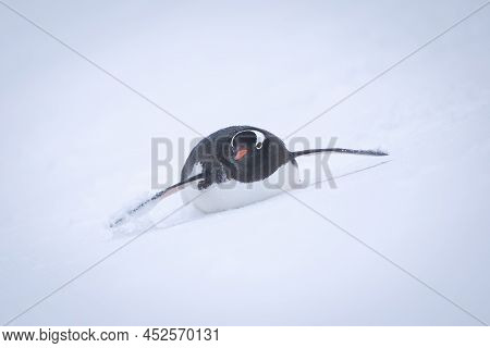 Gentoo Penguin Descending Snowy Slope On Stomach