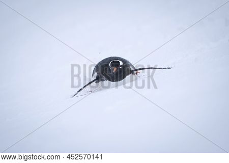 Gentoo Penguin Descends Snowy Slope On Belly