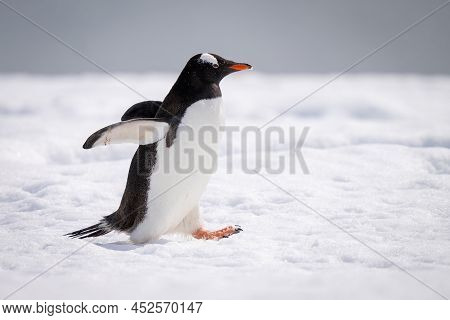 Gentoo Penguin Holds Out Flippers Crossing Snow