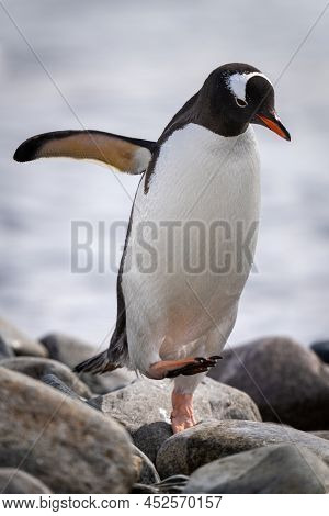 Gentoo Penguin Hops Over Rocks By Sea