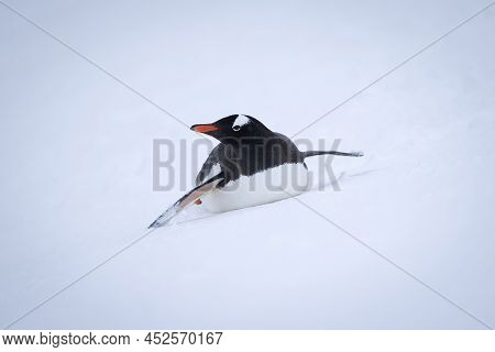 Gentoo Penguin Lies On Belly In Snow
