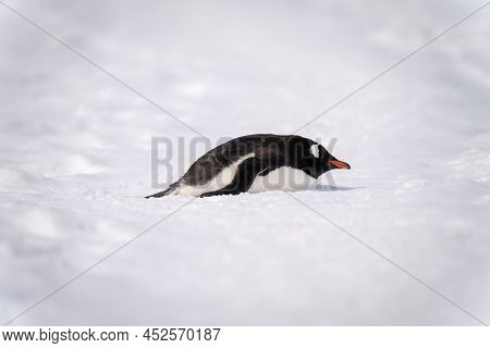 Gentoo Penguin Lies On Snow In Sunshine