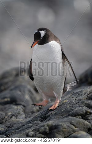 Gentoo Penguin Lifts Foot Walking Down Rock