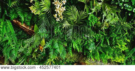 Green Creeper Plant, Fern, Orchid, Vine Or Ivy And Leaves Wall For Background. Natural Wallpaper Or 