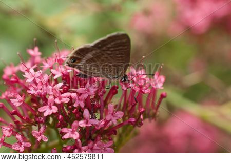 Butterfly Insect Invertebrate Lepidoptera Lampides Boethius Beauty