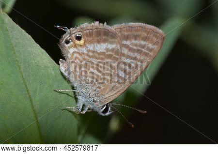 Butterfly Insect Invertebrate Lepidoptera Lampides Boethius Beauty