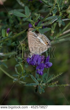 Butterfly Lampides Boethius Violet, Beauty, Summer, Postal,