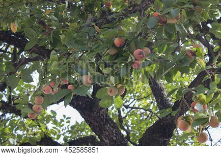 Persimmon Tree Is Bearing Fruit. Tree With Edible Fruit, Selective Focus