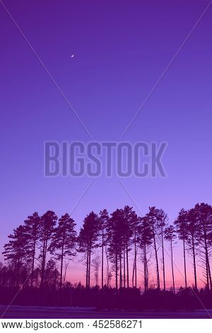 Natural Forest Horizon With Silhouettes Of Trees. Evening Sunrise And Sunset. Landscape Wallpaper. I
