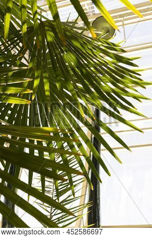 Biophilic Trend, Green Environmentall. Tropical Leaves In A Winter Garden.